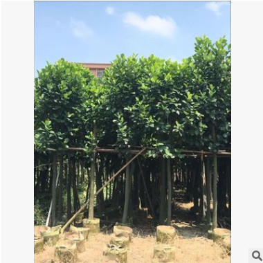 直銷供應園林綠化苗木 菠蘿蜜供應移植苗 菠蘿蜜移植
