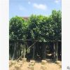 直銷供應園林綠化苗木 菠蘿蜜供應移植苗 菠蘿蜜移植
