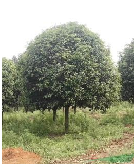 廣西桂花樹 廣西桂花 廣西精品桂花樹