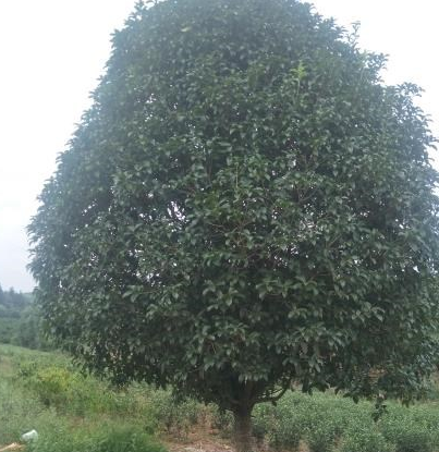 廣西桂花樹批發 桂花樹批發 桂花批發