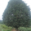 廣西桂花樹批發(fā) 桂花樹批發(fā) 桂花批發(fā)
