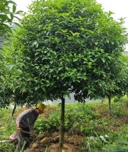 廣西桂花樹價格 桂花樹價格 桂花價格