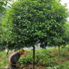 廣西桂花樹價(jià)格 桂花樹價(jià)格 桂花價(jià)格