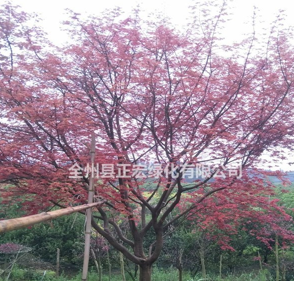 中國紅楓 歐洲紅楓 紅楓價格