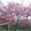 中國(guó)紅楓 歐洲紅楓 紅楓價(jià)格