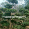 供應耐寒綠化植物小葉女貞苗 小葉女貞球 小葉女貞造型樹
