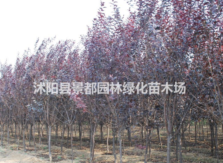 基地供耐寒綠化苗木紅葉李 紫葉李 紅葉李小苗 紫葉李小苗