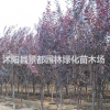 基地供耐寒綠化苗木紅葉李 紫葉李 紅葉李小苗 紫葉李小苗