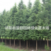 綠化苗木水杉 金葉水杉