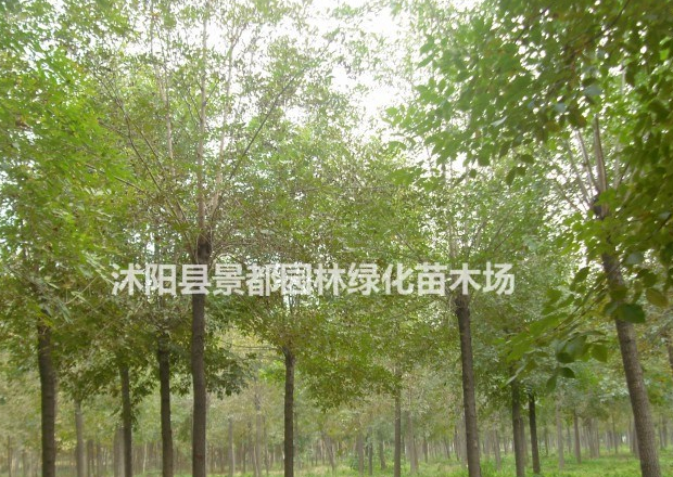 耐寒綠化苗木白臘 白臘小苗 白臘樹苗 多種規格