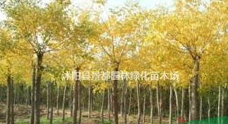 耐寒綠化苗木黃金槐 金葉國槐 金枝國槐 嫁接黃槐適合北方