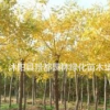 耐寒綠化苗木黃金槐 金葉國槐 金枝國槐 嫁接黃槐適合北方