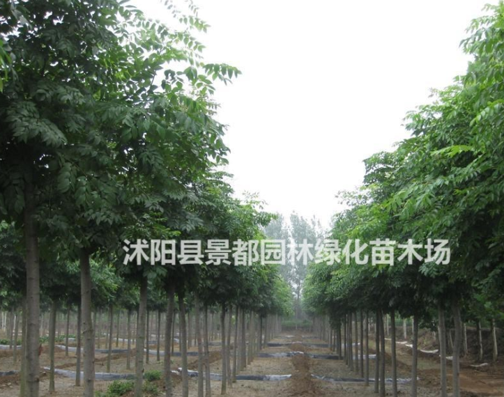 綠化喬木欒樹樹苗 欒樹小苗 南欒 北京欒樹等綠化苗木