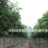 綠化喬木欒樹樹苗 欒樹小苗 南欒 北京欒樹等綠化苗木