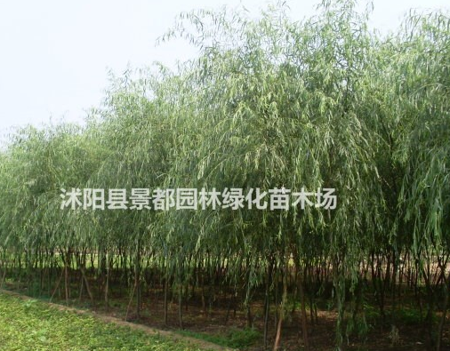垂柳 青皮垂柳 黃皮垂柳 金絲垂柳 實生柳 饅頭柳 竹柳