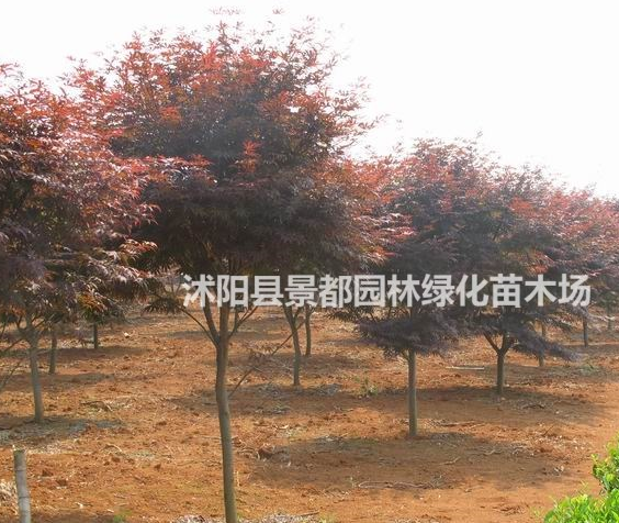 彩葉綠化苗木日本紅楓 中國紅楓 美國紅楓 紅楓小苗