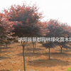 彩葉綠化苗木日本紅楓 中國紅楓 美國紅楓 紅楓小苗
