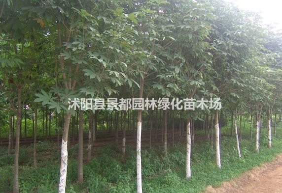 綠化苗木紅花七葉樹