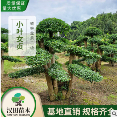 基地直銷 造型小葉女貞樁景批發 15-20-30公分盆景小葉女貞矮樁B