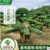 基地直銷 造型小葉女貞樁景批發 15-20-30公分盆景小葉女貞矮樁B