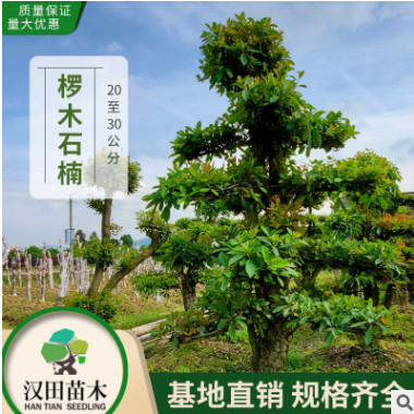 基地直銷 造型欏木石楠樁景批發 造型樹欏木石楠樁20-25-30公分