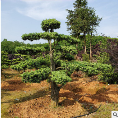 基地直銷 造型羅漢松樁景批發15-18-20-25公分羅漢松造型樹工程A