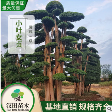 基地直銷 造型小葉女貞樁景批發 40-50公分古樁女貞造型樹 常規A