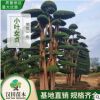 基地直銷 造型小葉女貞樁景批發 40-50公分古樁女貞造型樹 常規A