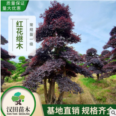 基地直銷 造型紅花繼木樁景批發 20-25-30公分造型紅繼木樁常規A