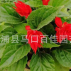 一串紅 高度20-25價格1.2 出售時令草花一串紅 福建基地直銷