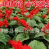 一串紅小苗袋苗杯苗 市政工程道路綠化公園花壇