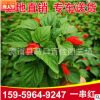 一串紅工程苗 花卉基地直銷 鮮艷觀賞花卉 路政綠化 一串紅批發