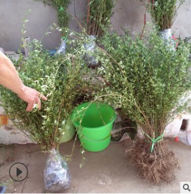 基地供應 工程綠化植物 迎春花 規格全庭院公園盆栽花卉