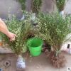 基地供應 工程綠化植物 迎春花 規格全庭院公園盆栽花卉