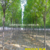 優(yōu)質(zhì)特價(jià)速生白蠟5產(chǎn)地直銷