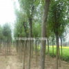 優(yōu)質(zhì)特價(jià)白蠟產(chǎn)地直銷