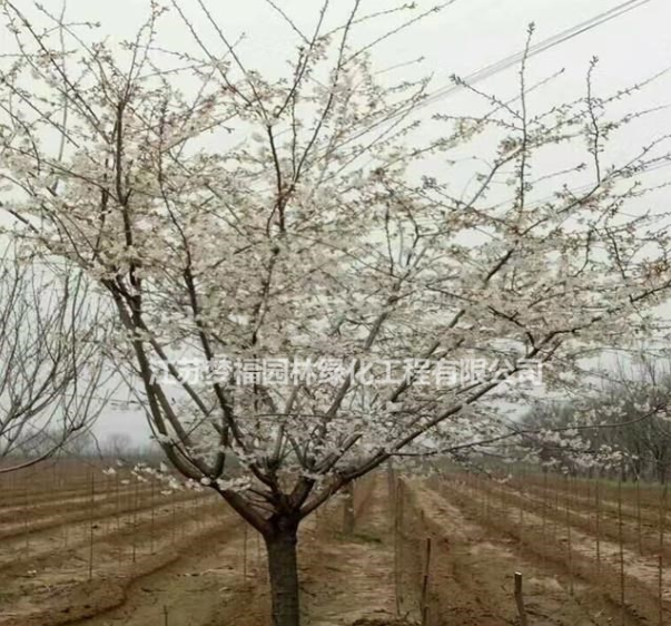 早櫻行情報(bào)價(jià)/早櫻圖片展示
