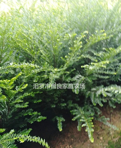 大小規(guī)格紅豆杉8基地