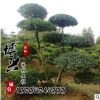 大量批發(fā)高檔園林綠化苗木 小葉女貞造型樹苗 小葉女貞 規(guī)格齊全