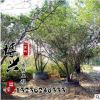 基地常年供應(yīng)叢生女貞 多桿大葉女貞 優(yōu)質(zhì)園林綠化樹規(guī)格齊全