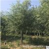 基地供應(yīng)精品垂柳樹苗 規(guī)格8-15公分 綠化風(fēng)景速生垂柳 包上車