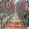 基地供應(yīng)優(yōu)質(zhì)日本櫻花苗木規(guī)格齊全成活率高 綠化工程用櫻花樹