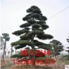 常年供應(yīng)綠化苗木 黑松樹 造型黑松 喬木品種規(guī)格齊全 量大優(yōu)惠