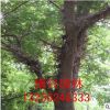 基地供應(yīng)正宗中藥苗 皂角樹苗 皂角規(guī)格齊全 苗木綠化 量大優(yōu)惠