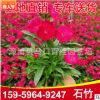 石竹小苗袋苗 工程景觀 彩虹石竹 歐石竹