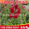 金魚草 高度20-30價格1.2 福建基地直銷 量大從優 顏色齊全