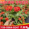 孔雀草 黃花紅花橙花顏色齊全 花卉盆栽陽臺庭院植物