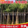 重陽木 秋楓移栽苗 園林行道風景樹大量批發