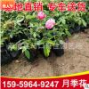 月季花杯苗 室外爬藤攀援月季花苗 大量批發