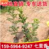 七里香杯苗 多規格供應 福建基地直銷批發